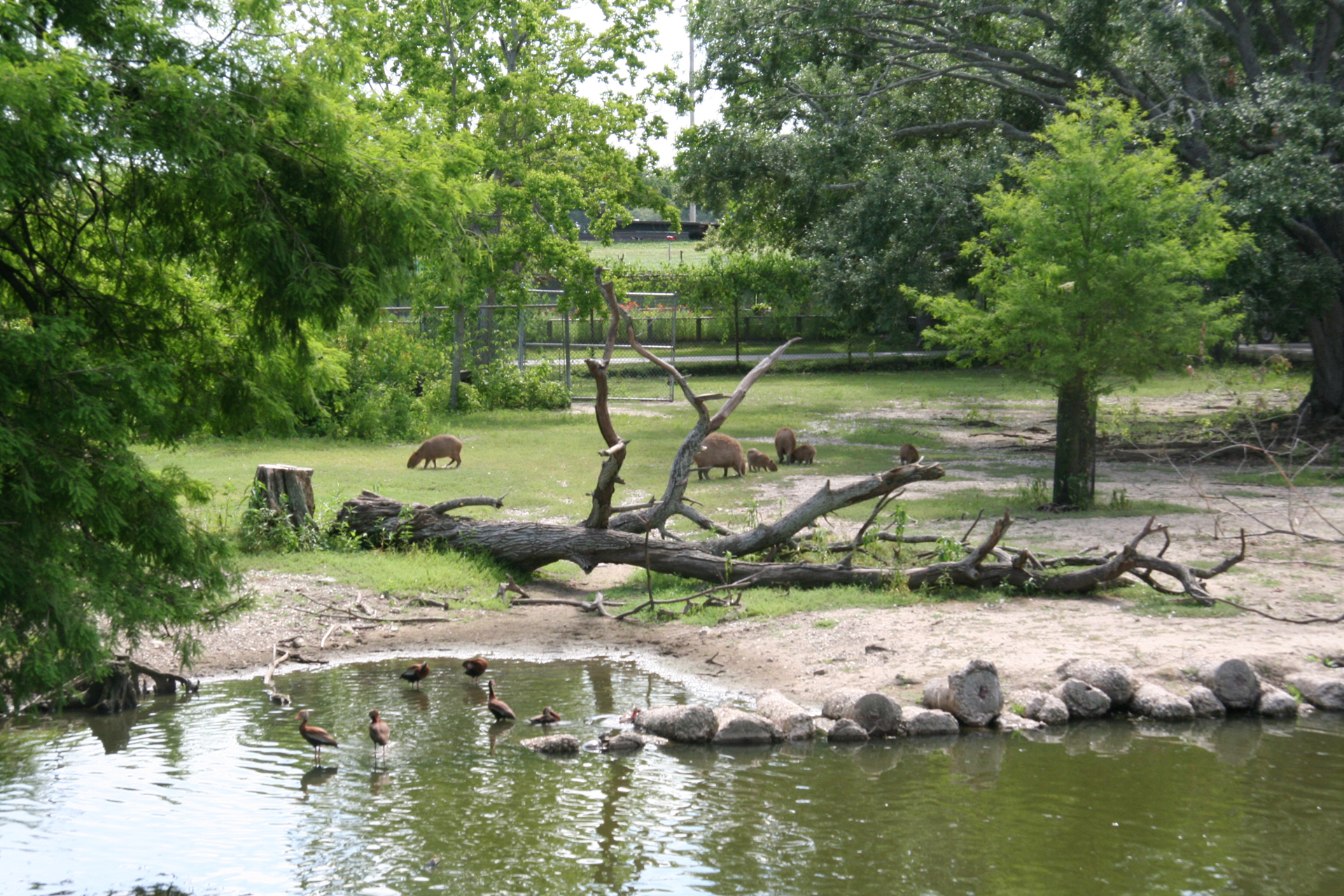 Capybaras und Braunsichler/Capybaras and glossy ibises